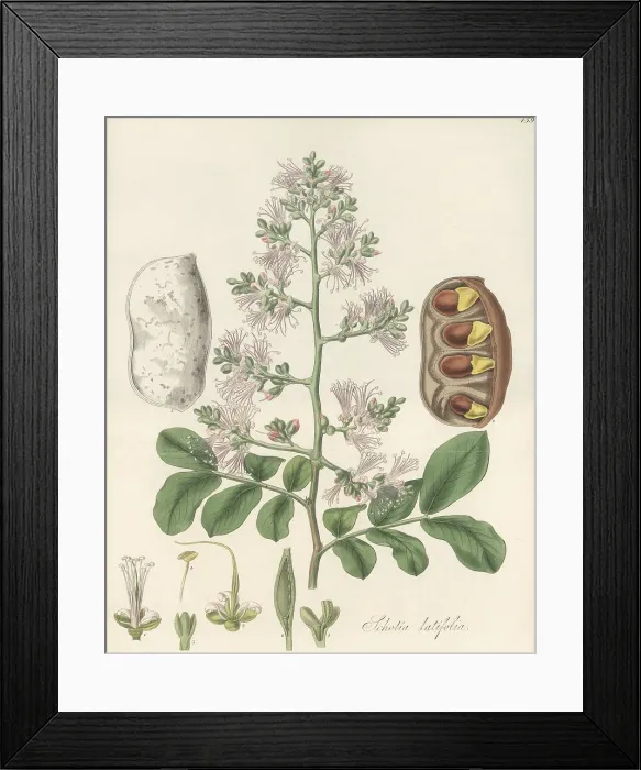 Framed Print : Forest boer-bean, Schotia latifolia Framed Print : Forest boer-bean, Schotia latifolia