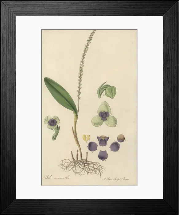 Framed Print : Stelis micrantha orchid Framed Print : Stelis micrantha orchid