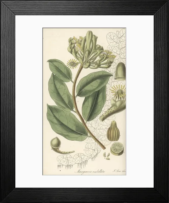 Framed Print : Monkey paws vine, Marcgravia umbellata Framed Print : Monkey paws vine, Marcgravia umbellata