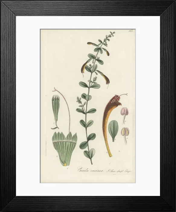 Framed Print : Scarlet calamint, Clinopodium coccineum Framed Print : Scarlet calamint, Clinopodium coccineum