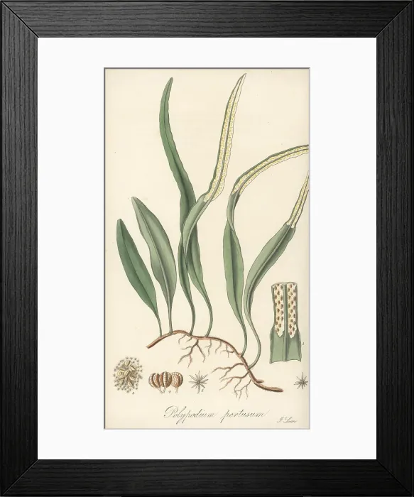 Framed Print : Pyrrosia lanceolata Framed Print : Pyrrosia lanceolata