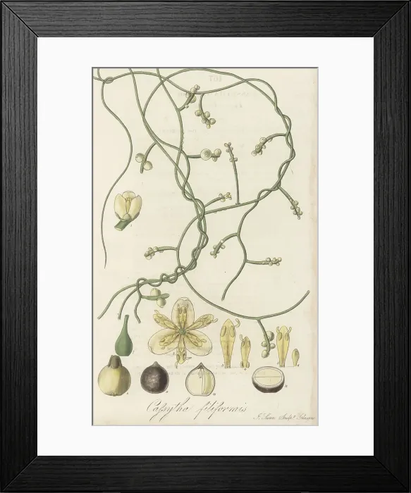 Framed Print : Love vine, Cassytha filiformis Framed Print : Love vine, Cassytha filiformis