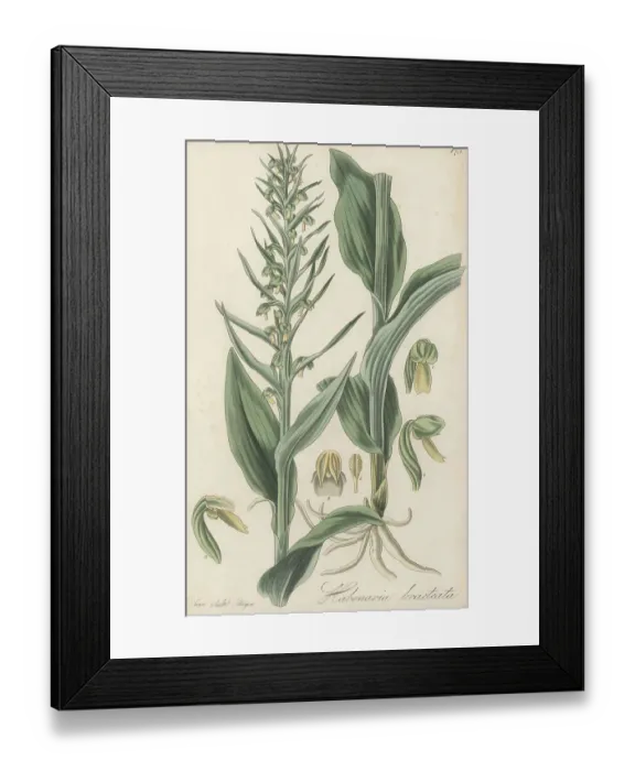 Framed Print : Frog orchid or long-bracted orchis, Dactylorhiza viridis var. vi