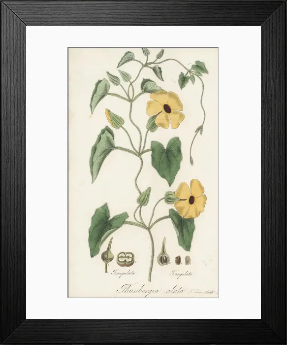 Framed Print : Black-eyed susan vine, Thunbergia alata Framed Print : Black-eyed susan vine, Thunbergia alata