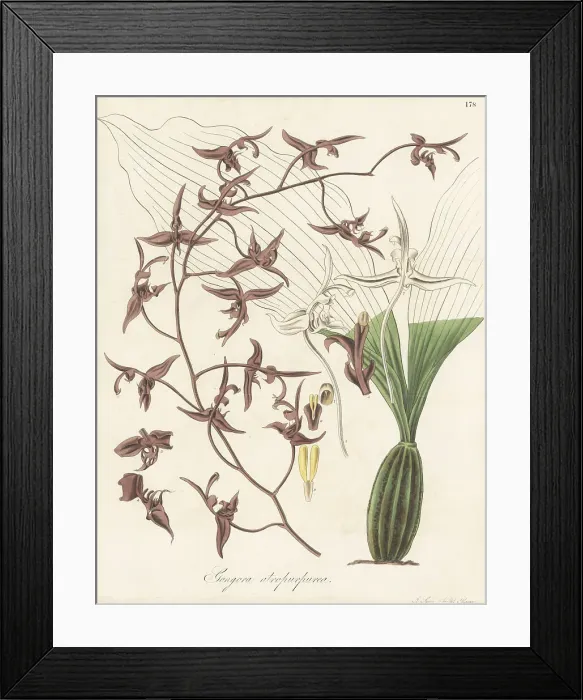 Framed Print : Dark-flowered gongora orchid, Gongora atropurpurea Framed Print : Dark-flowered gongora orchid, Gongora atropurpurea