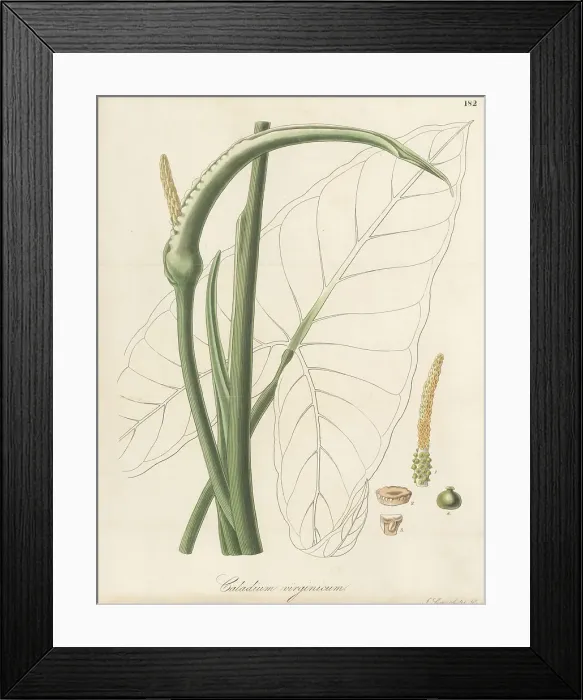 Framed Print : Green arrow arum, Peltandra virginica Framed Print : Green arrow arum, Peltandra virginica