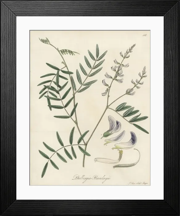 Framed Print : Mundulea barclayi Framed Print : Mundulea barclayi