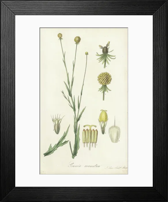 Framed Print : Sneezeweed, Helenium aromaticum Framed Print : Sneezeweed, Helenium aromaticum
