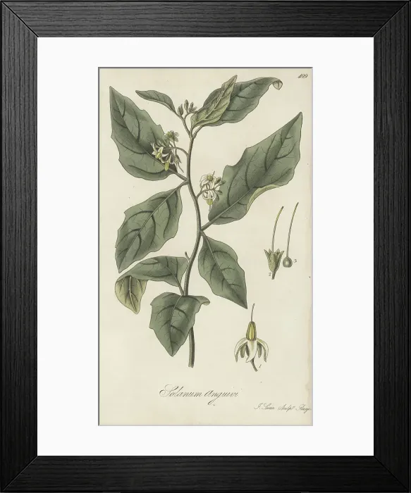 Framed Print : Forest bitterberry or African eggplant, Solanum anguivi Framed Print : Forest bitterberry or African eggplant, Solanum anguivi