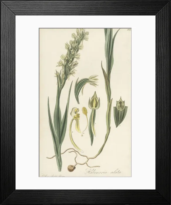 Framed Print : Winged bog orchid, Habenaria alata Framed Print : Winged bog orchid, Habenaria alata
