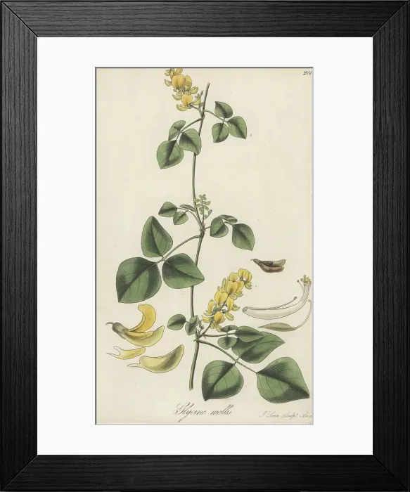 Framed Print : Rhynchosia malacophylla Framed Print : Rhynchosia malacophylla