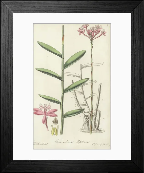 Framed Print : Elliptical-leaved epidendrum orchid, Epidendrum ellipticum Framed Print : Elliptical-leaved epidendrum orchid, Epidendrum ellipticum