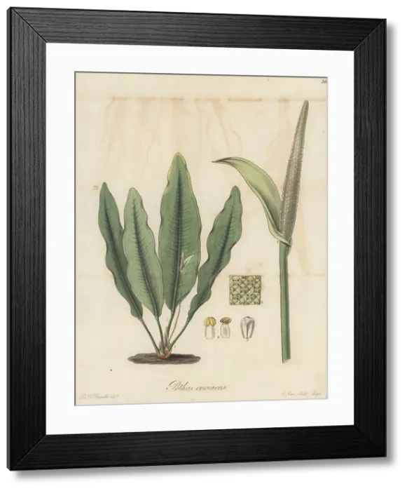Framed Print : Bird's nest anthurium, Anthurium coriaceum Framed Print : Bird's nest anthurium, Anthurium coriaceum
