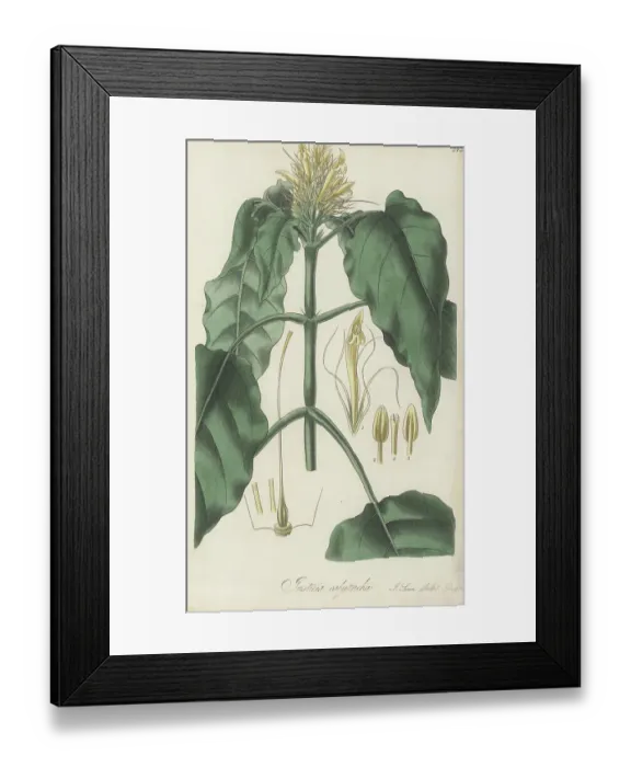 Framed Print : Schaueria calytricha Framed Print : Schaueria calytricha