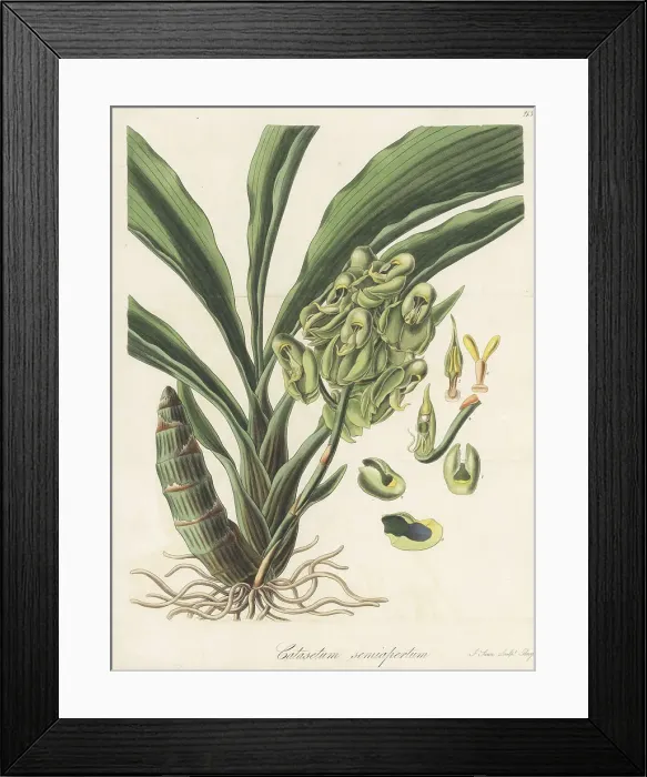 Framed Print : One-colored catasetum orchid, Catasetum purum Framed Print : One-colored catasetum orchid, Catasetum purum