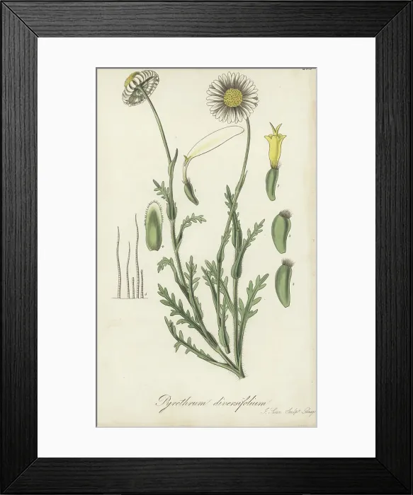 Framed Print : Brachyscome diversifolia Framed Print : Brachyscome diversifolia