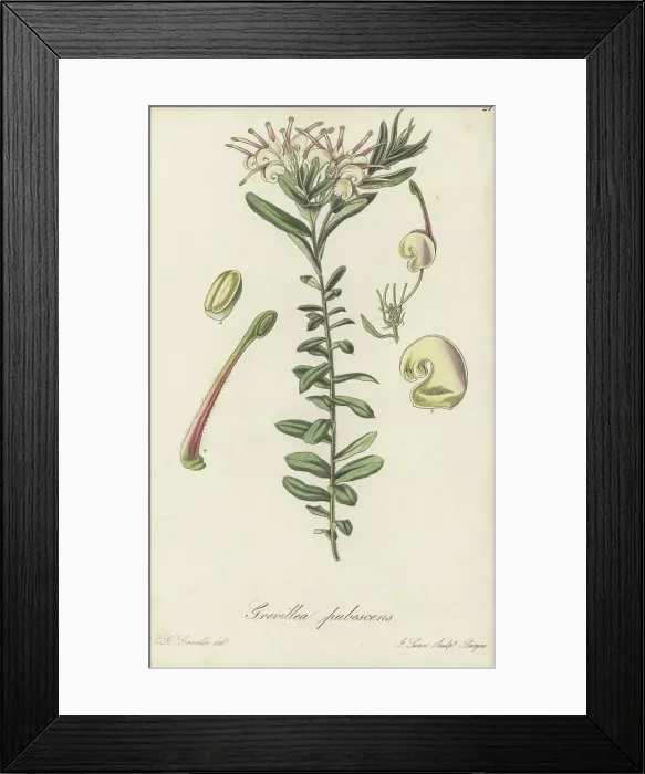 Framed Print : Bauer's grevillea, Grevillea baueri Framed Print : Bauer's grevillea, Grevillea baueri