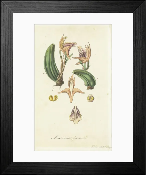 Framed Print : Small maxillaria, Maxillaria parvula Framed Print : Small maxillaria, Maxillaria parvula