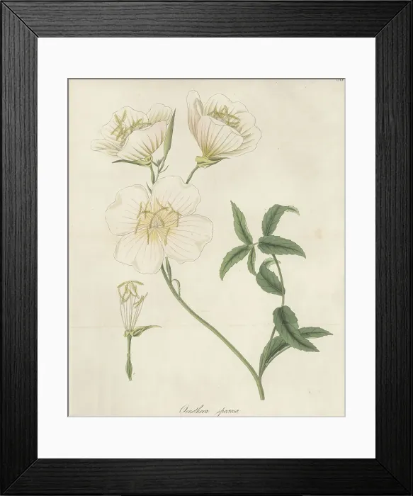 Framed Print : Mexican primrose, Oenothera speciosa Framed Print : Mexican primrose, Oenothera speciosa