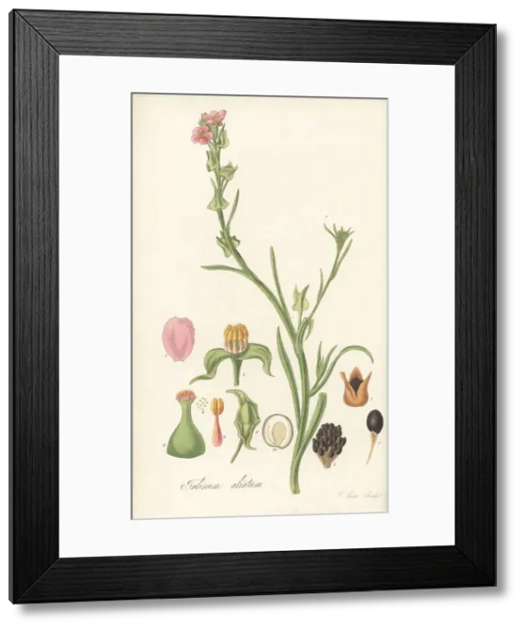 Framed Print : Fringed redmaids, Calandrinia ciliata Framed Print : Fringed redmaids, Calandrinia ciliata