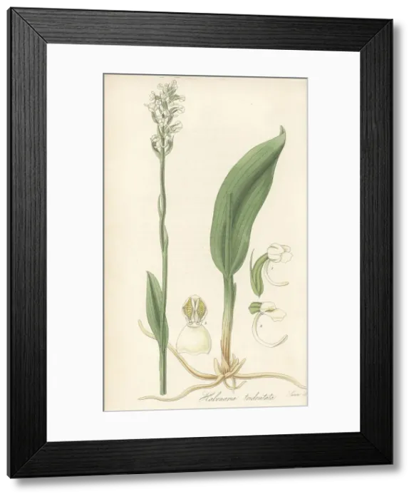 Framed Print : Club-spur orchid, Platanthera clavellata Framed Print : Club-spur orchid, Platanthera clavellata