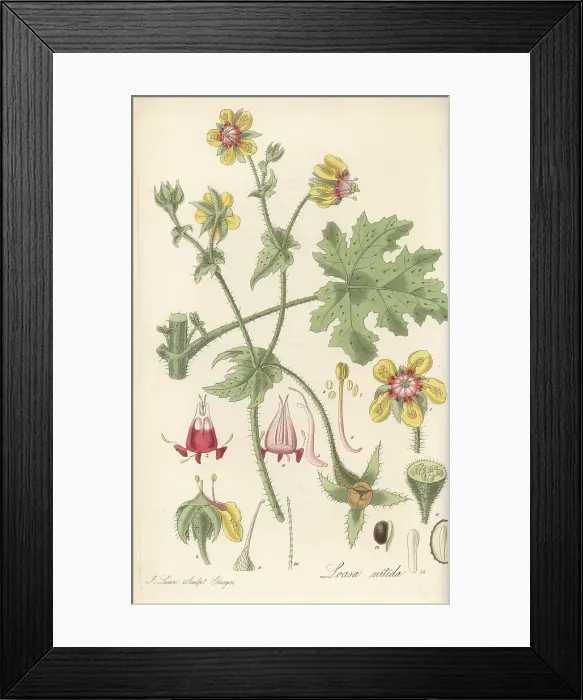 Framed Print : Chile nettle, Loasa nitida Framed Print : Chile nettle, Loasa nitida