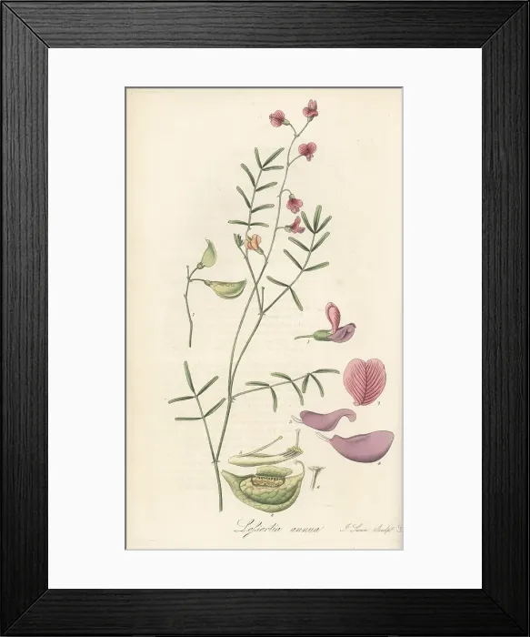 Framed Print : Annual lessertia, Lessertia annua Framed Print : Annual lessertia, Lessertia annua