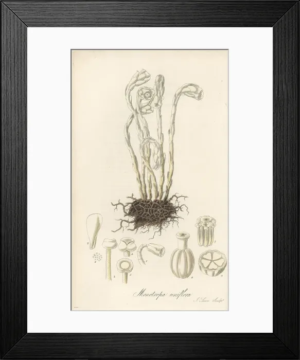 Framed Print : Drooping single-flowered bird's nest, Monotropa uniflora Framed Print : Drooping single-flowered bird's nest, Monotropa uniflora