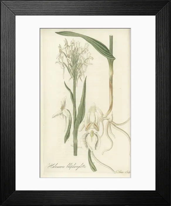 Framed Print : White fringed orchid, Platanthera blephariglottis Framed Print : White fringed orchid, Platanthera blephariglottis
