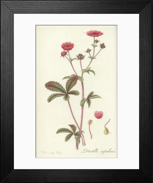 Framed Print : Nepal cinqufoil, Potentilla nepalensis Framed Print : Nepal cinqufoil, Potentilla nepalensis