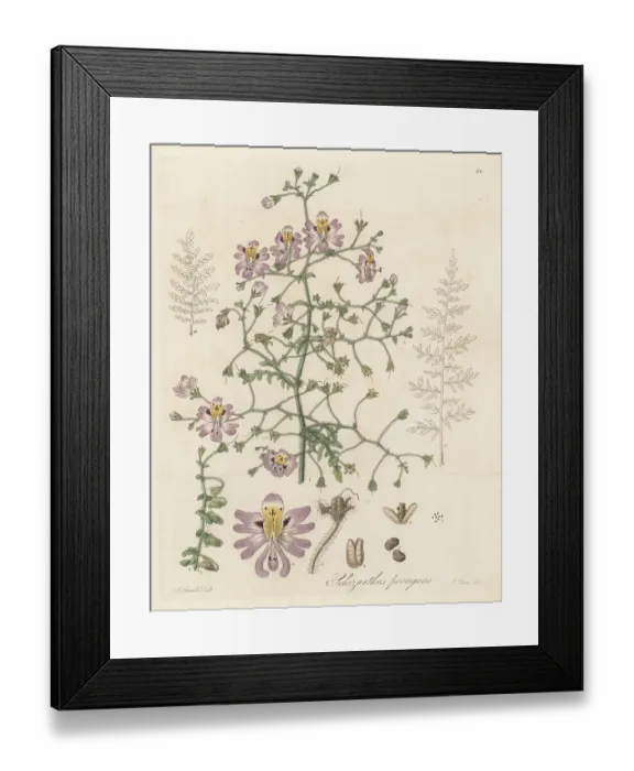 Framed Print : Spreading schizanthus, Schizantheus porrigens Framed Print : Spreading schizanthus, Schizantheus porrigens
