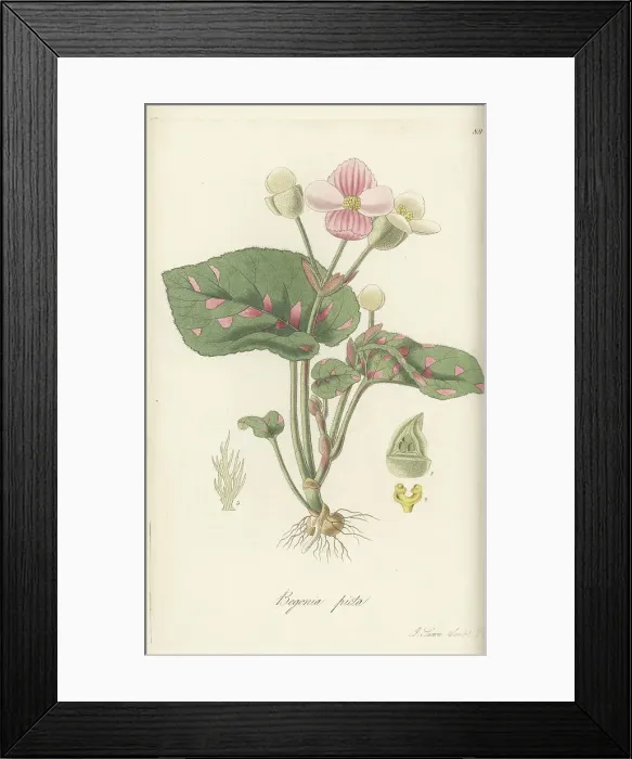 Framed Print : Painted-leaf begonia, Begonia picta Framed Print : Painted-leaf begonia, Begonia picta
