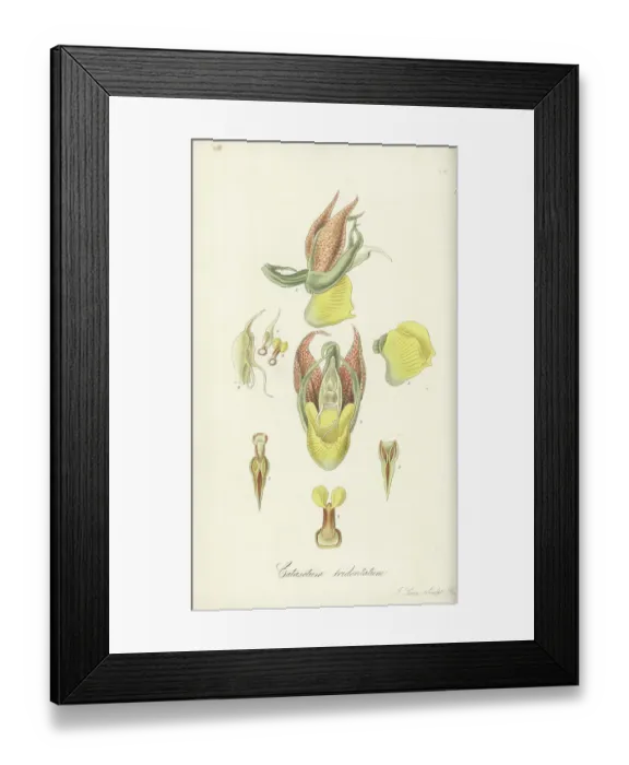 Framed Print : Large-fruited catasetum orchid, Catasetum macrocarpum Framed Print : Large-fruited catasetum orchid, Catasetum macrocarpum