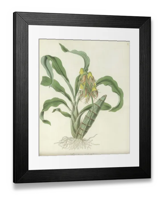 Framed Print : Large-fruited catasetum orchid, Catasetum macrocarpum Framed Print : Large-fruited catasetum orchid, Catasetum macrocarpum