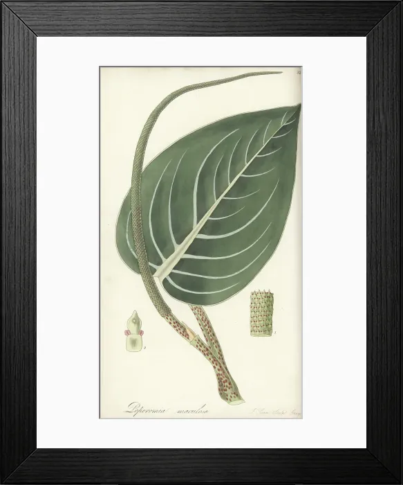 Framed Print : Spotted-stalked peperomia, Peperomia maculosa Framed Print : Spotted-stalked peperomia, Peperomia maculosa