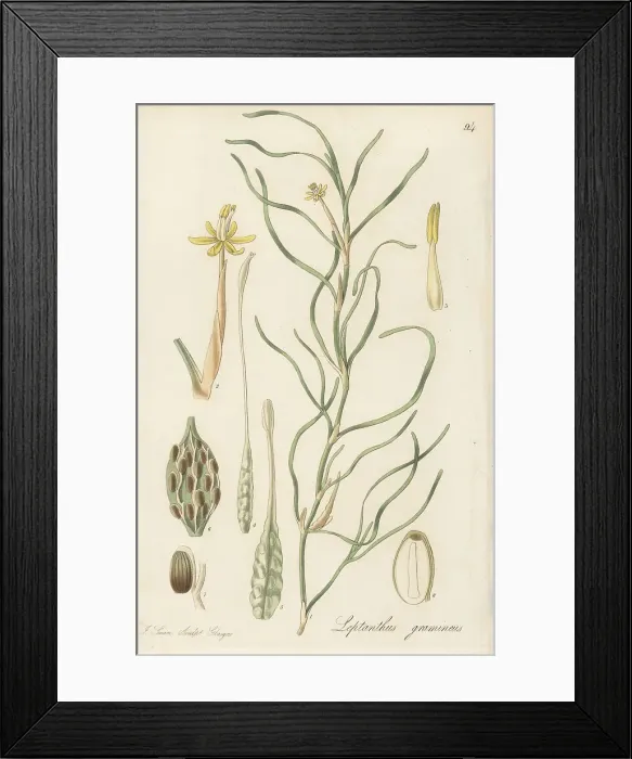Framed Print : Water stargrass, Heteranthera dubia Framed Print : Water stargrass, Heteranthera dubia