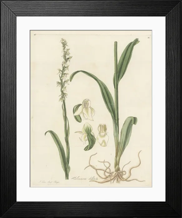 Framed Print : Tall white bog orchid, Platanthera dilatata Framed Print : Tall white bog orchid, Platanthera dilatata