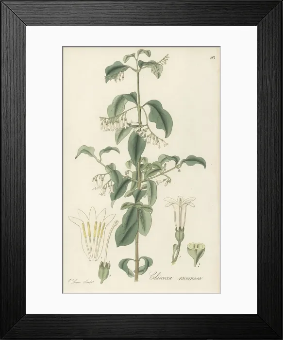 Framed Print : West Indian snowberry, Chiococca alba Framed Print : West Indian snowberry, Chiococca alba