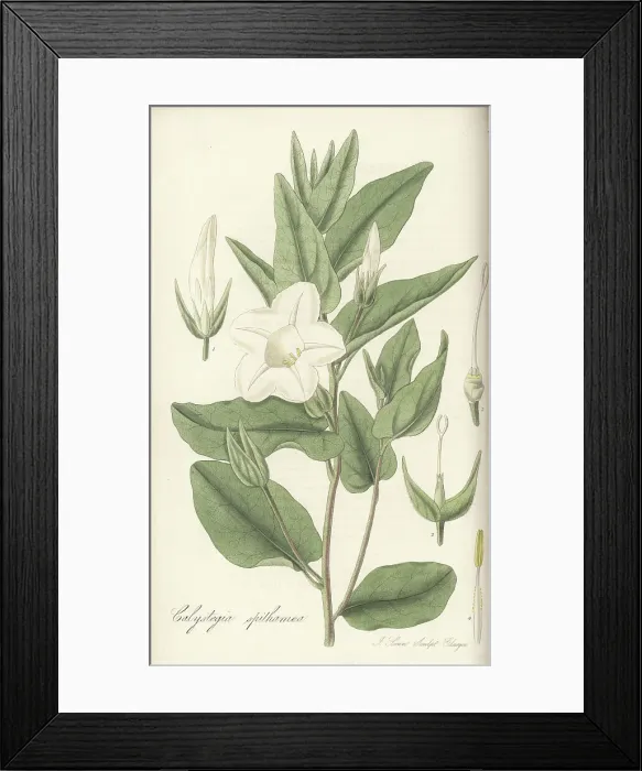Framed Print : Upright bindweed, Calystegia spithamaea Framed Print : Upright bindweed, Calystegia spithamaea