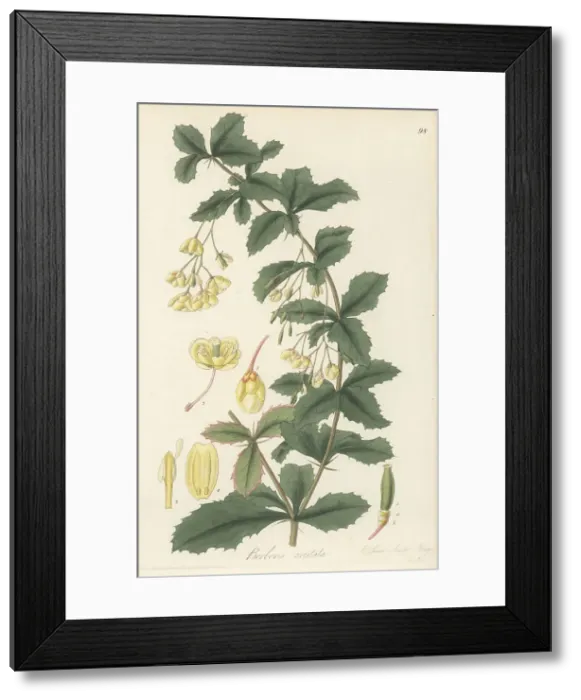 Framed Print : Indian barberry, Berberis aristata Framed Print : Indian barberry, Berberis aristata
