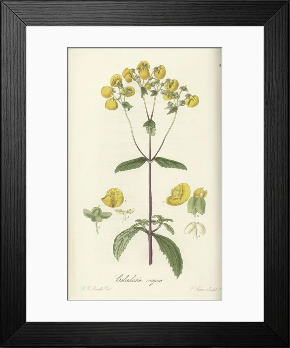Framed Print : Lady's purse, Calceolaria ascendens Framed Print : Lady's purse, Calceolaria ascendens