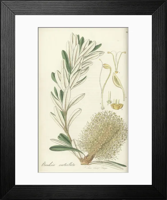 Framed Print : Whorl-leaved banksia, Banksia verticillata, vulnerable Framed Print : Whorl-leaved banksia, Banksia verticillata, vulnerable