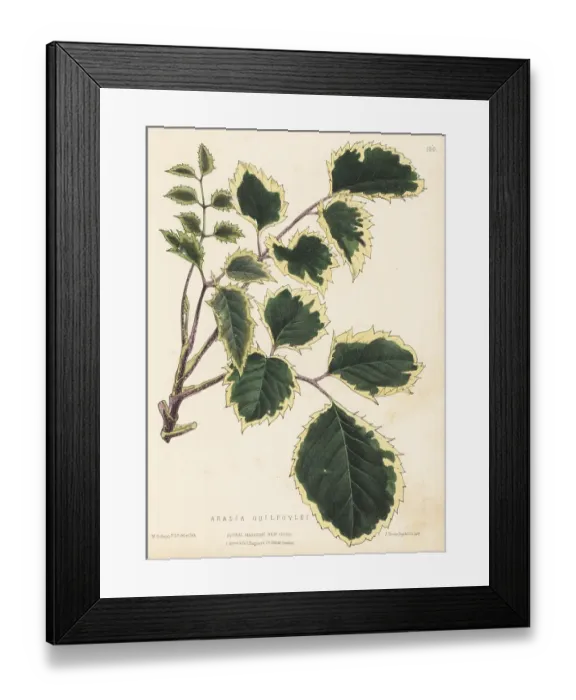 Framed Print : Geranium aralia or wild coffee, Polyscias guilfoylei Framed Print : Geranium aralia or wild coffee, Polyscias guilfoylei