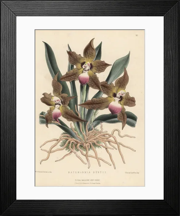 Framed Print : Cat-face orchid, Huntleya burtii Framed Print : Cat-face orchid, Huntleya burtii