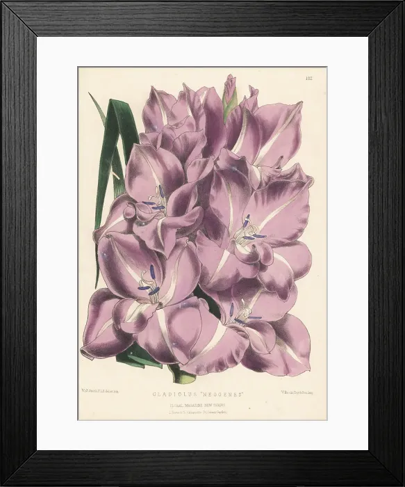 Framed Print : Gladiolus cultivar, Neogenes Framed Print : Gladiolus cultivar, Neogenes