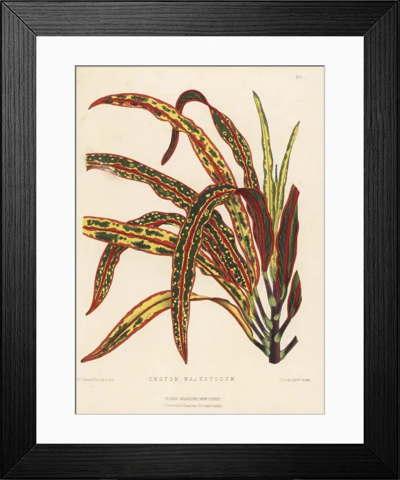 Framed Print : Majestic croton, Croton majesticum Framed Print : Majestic croton, Croton majesticum