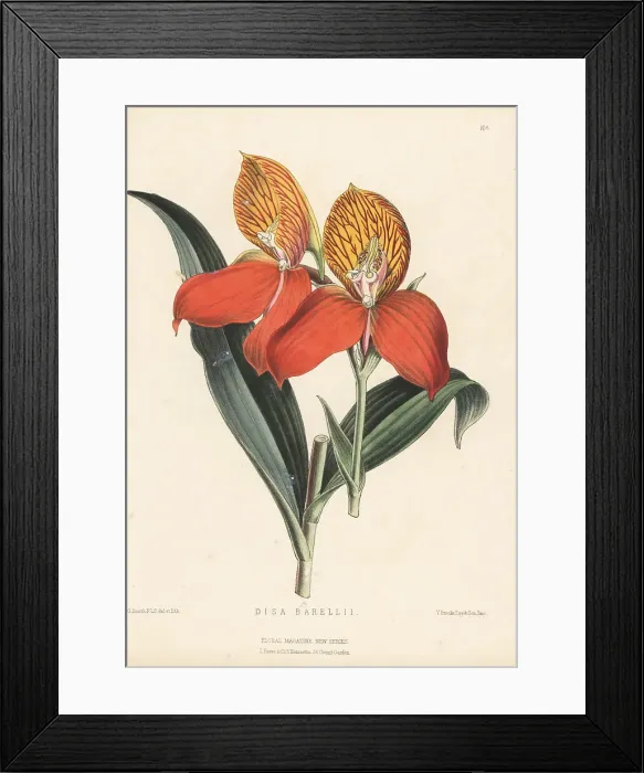 Framed Print : Red disa orchid, Disa uniflora Framed Print : Red disa orchid, Disa uniflora