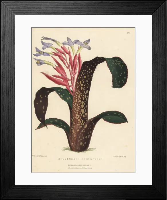 Framed Print : Billbergia saundersii, bromeliad native to Brazil Framed Print : Billbergia saundersii, bromeliad native to Brazil