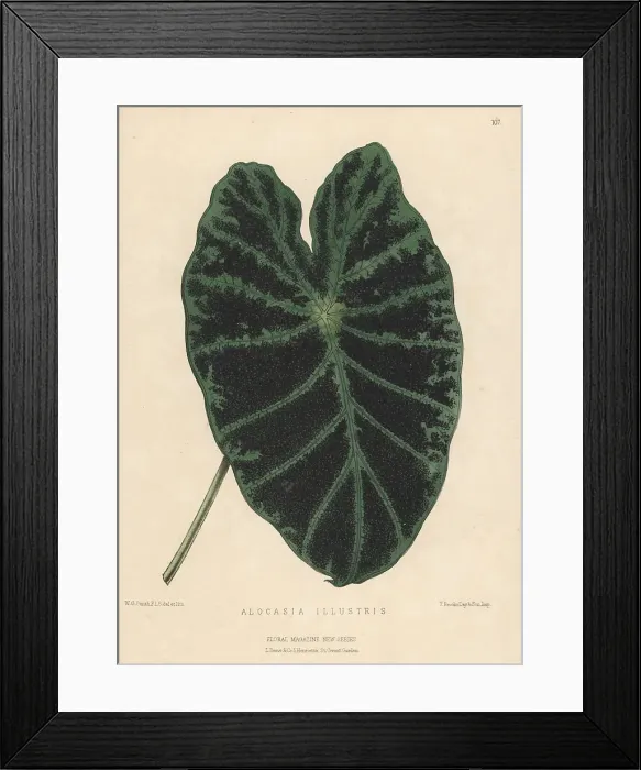 Framed Print : Taro, Colocasia esculenta Framed Print : Taro, Colocasia esculenta