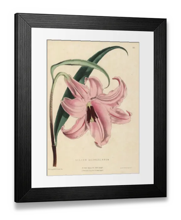 Framed Print : Kramer's lily, Lilium japonicum var. japonicum Framed Print : Kramer's lily, Lilium japonicum var. japonicum